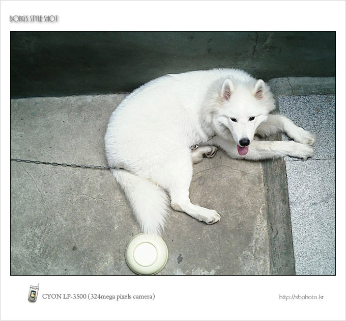 20050805samoyed.jpg