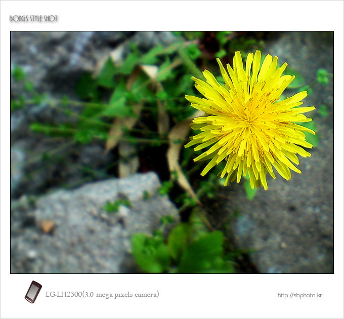 dandelion2.jpg