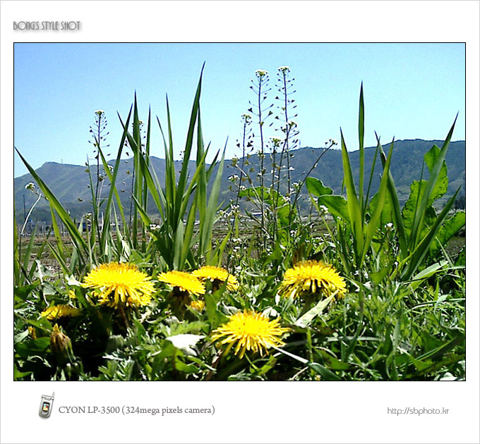 20050424dandelion.jpg