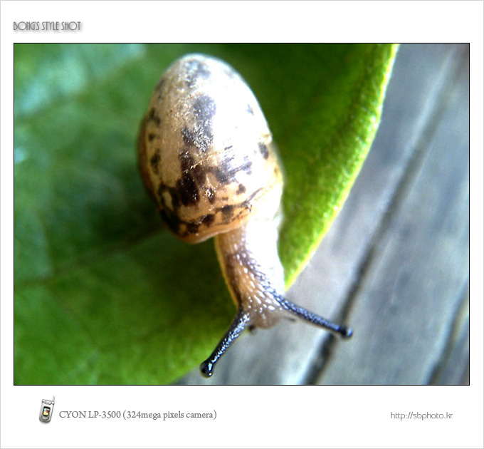 20050529snail.jpg