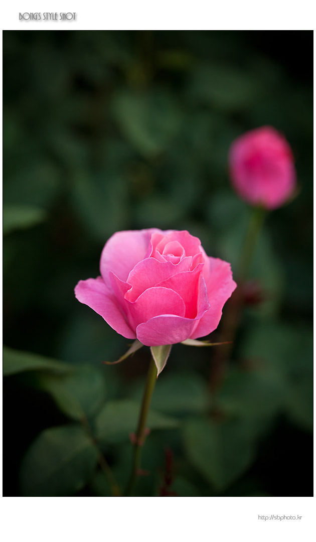 20120523rose1.JPG