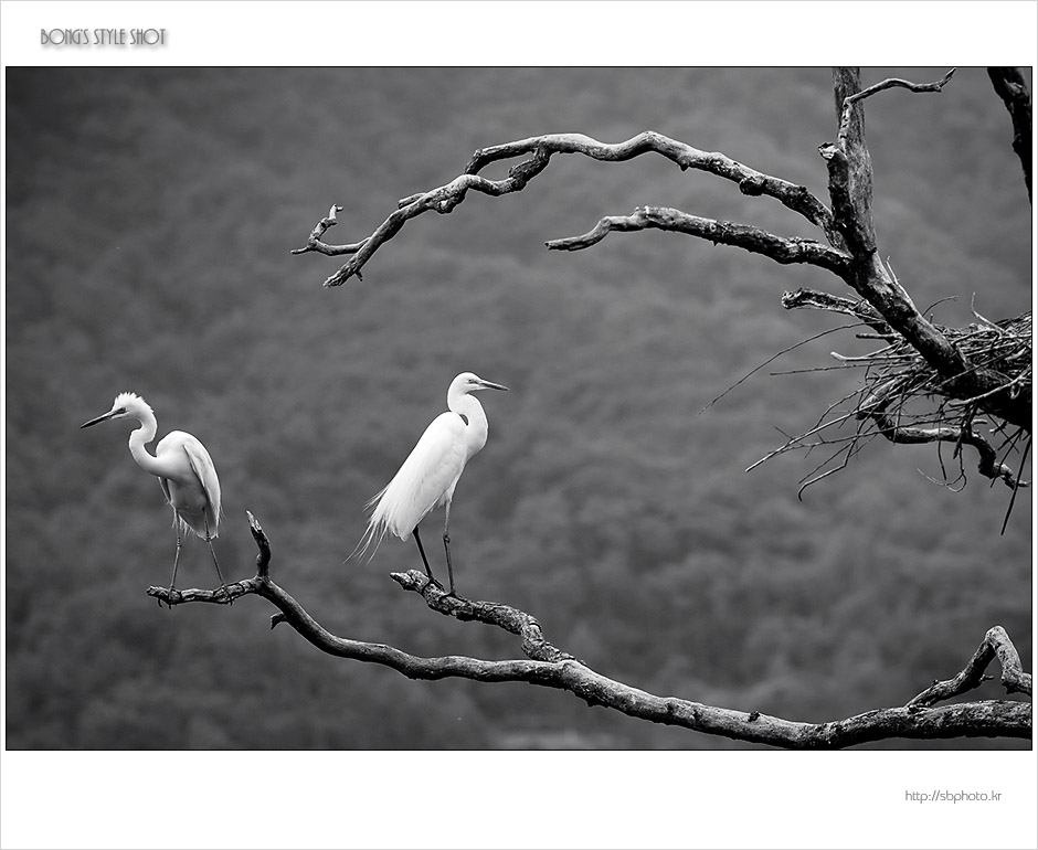 20120614whiteheron.JPG