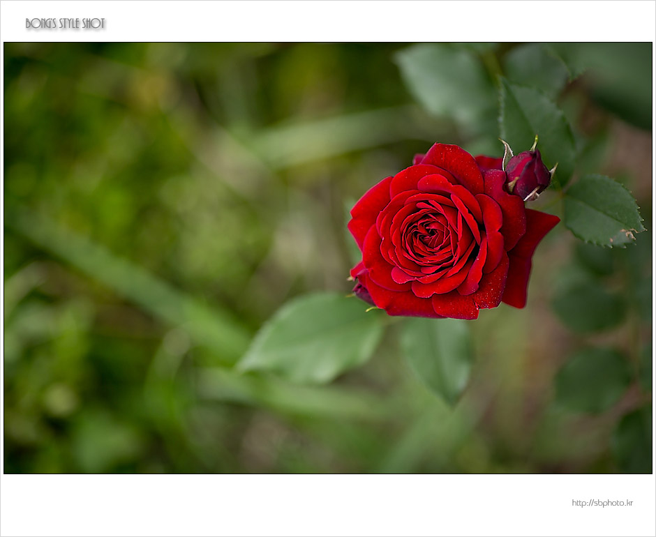 20150515rose2.jpg