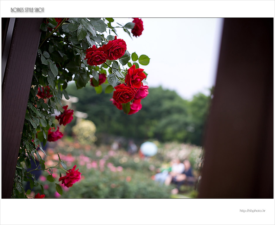 20150515rose15.jpg