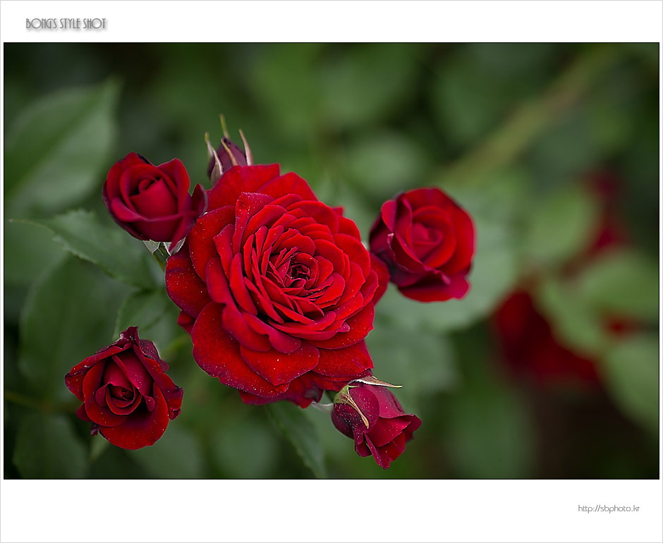 20150515rose3.jpg