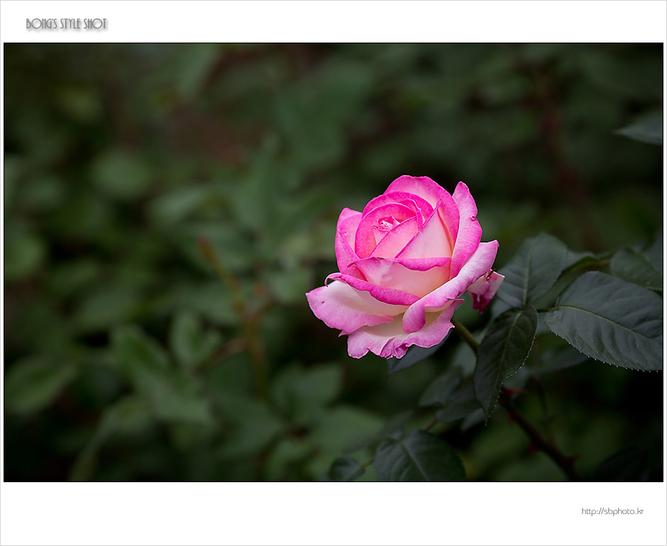 20150515rose6.jpg