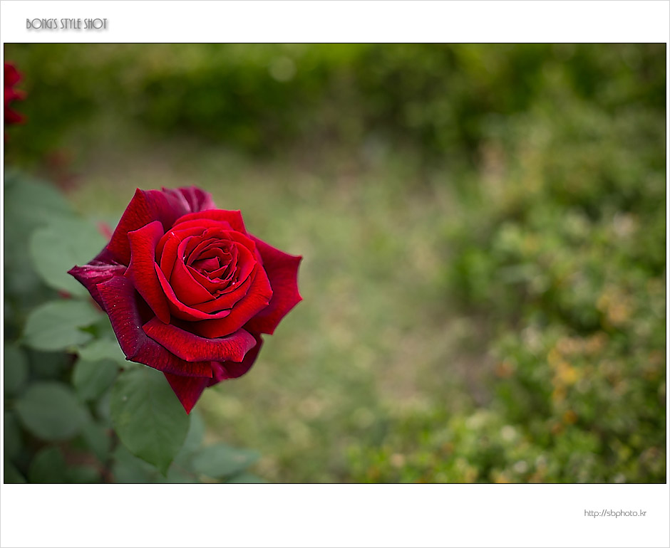 20150515rose1.jpg