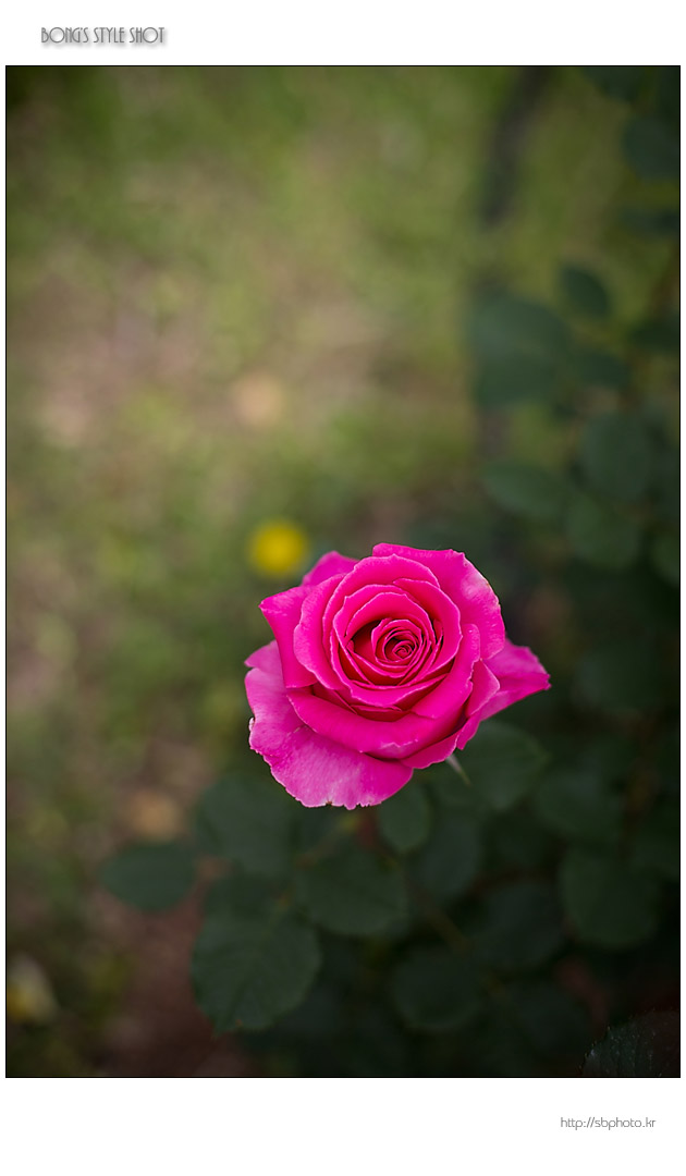 20150515rose7.jpg