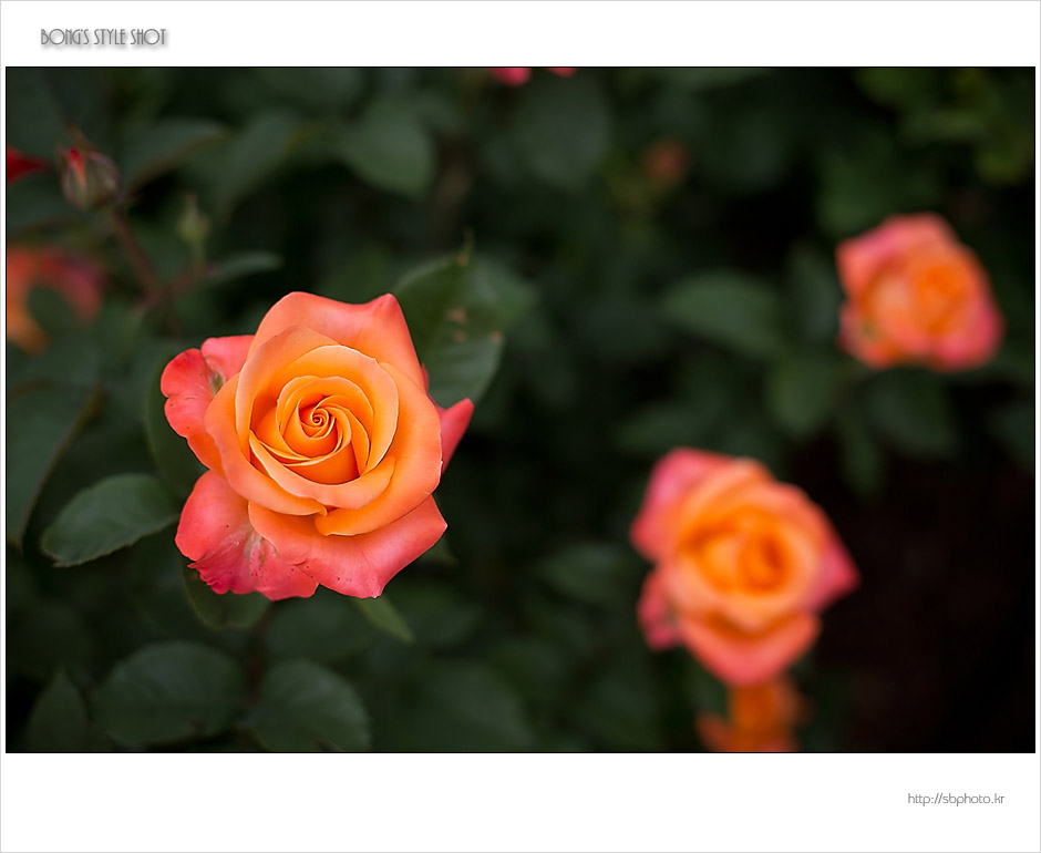 20150515rose14.jpg