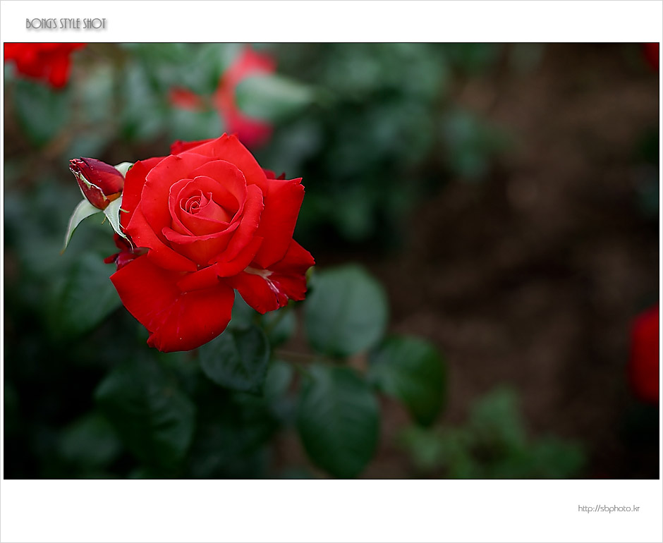 20150515rose13.jpg