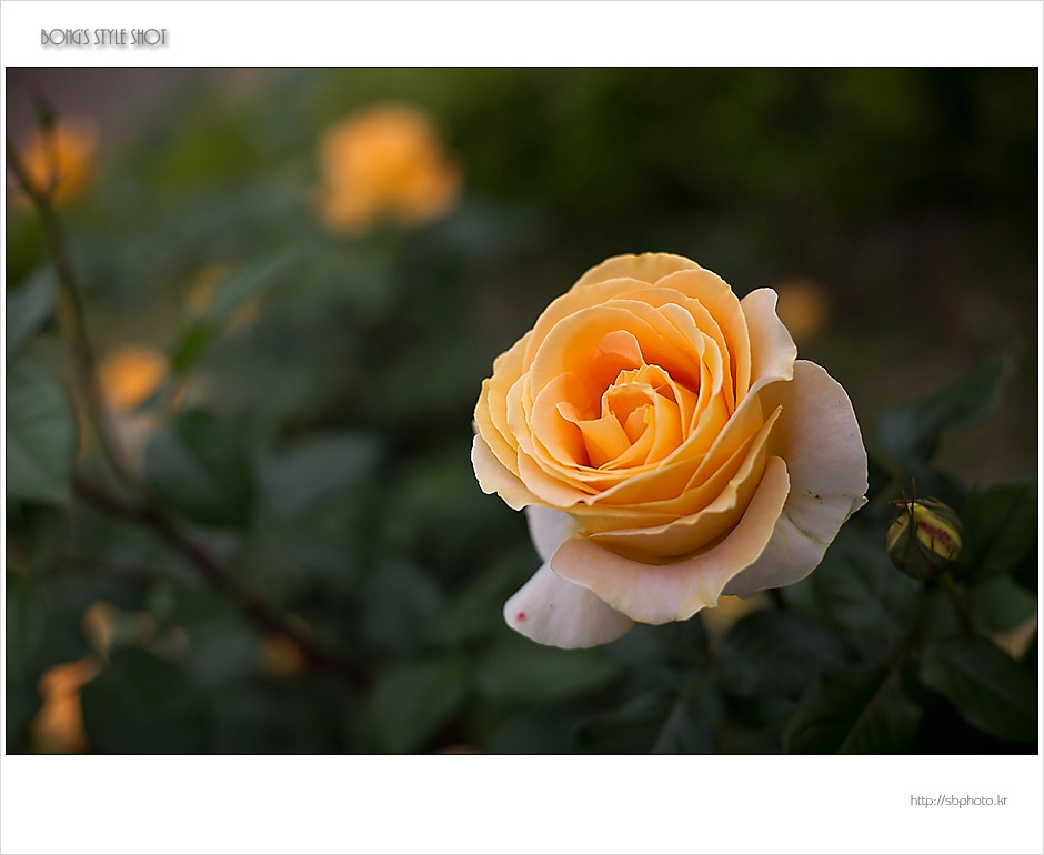 20150515rose12.jpg