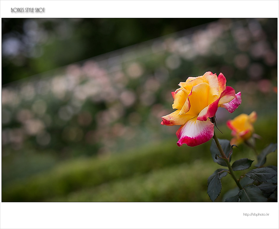 20150515rose9.jpg