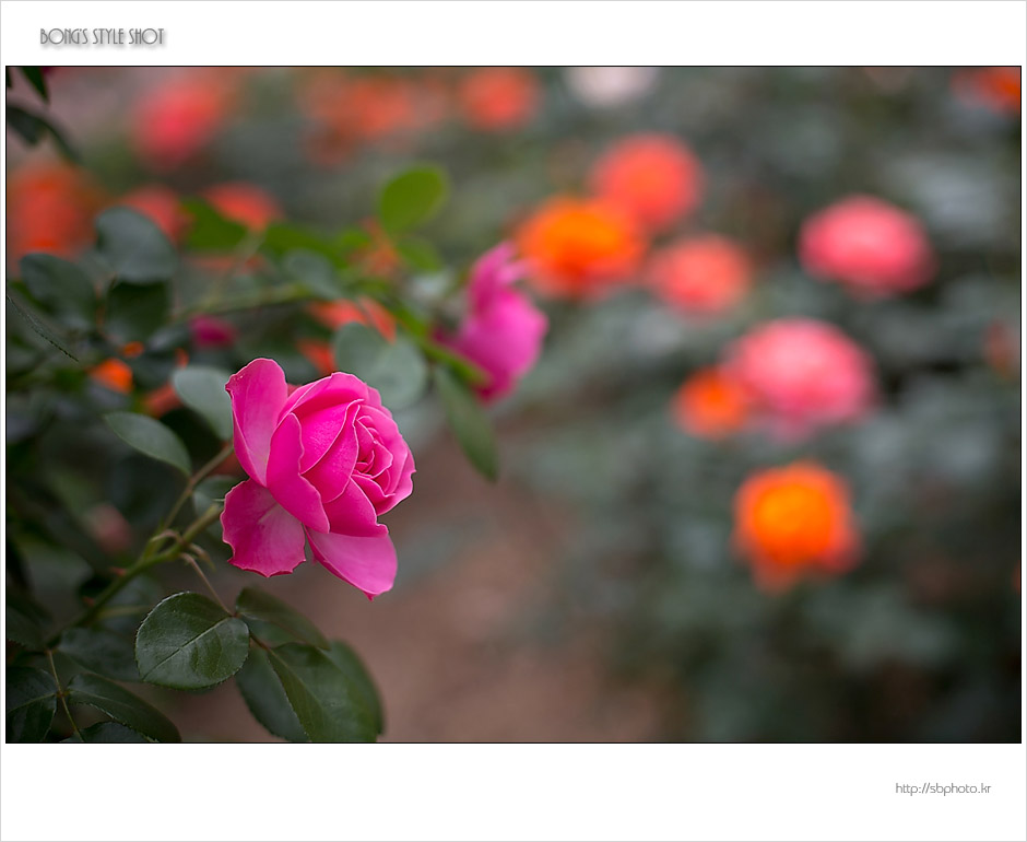 20150515rose10.jpg