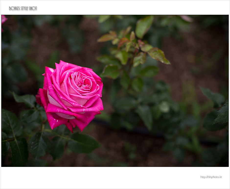 20150515rose8.jpg