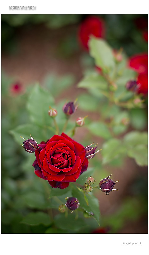 20150515rose4.jpg