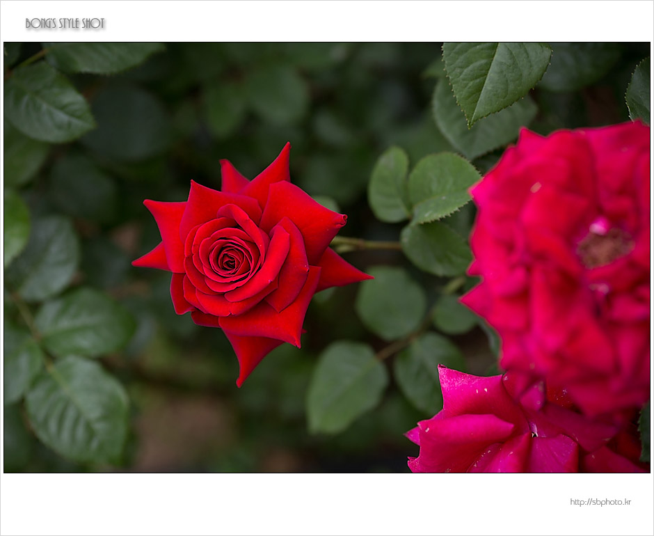 20150515rose5.jpg